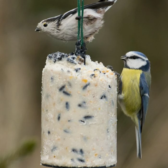National Trust Seed Peanut Cake (500 Ml) - Image 3