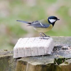 Peanut Cake Square Supreme
