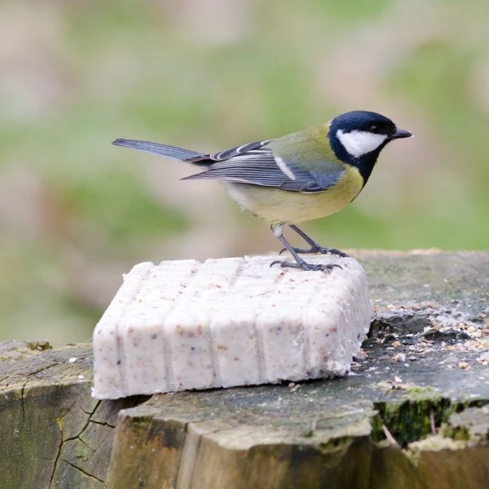 Peanut Cake Squares - Bundle Of 14 - Image 4
