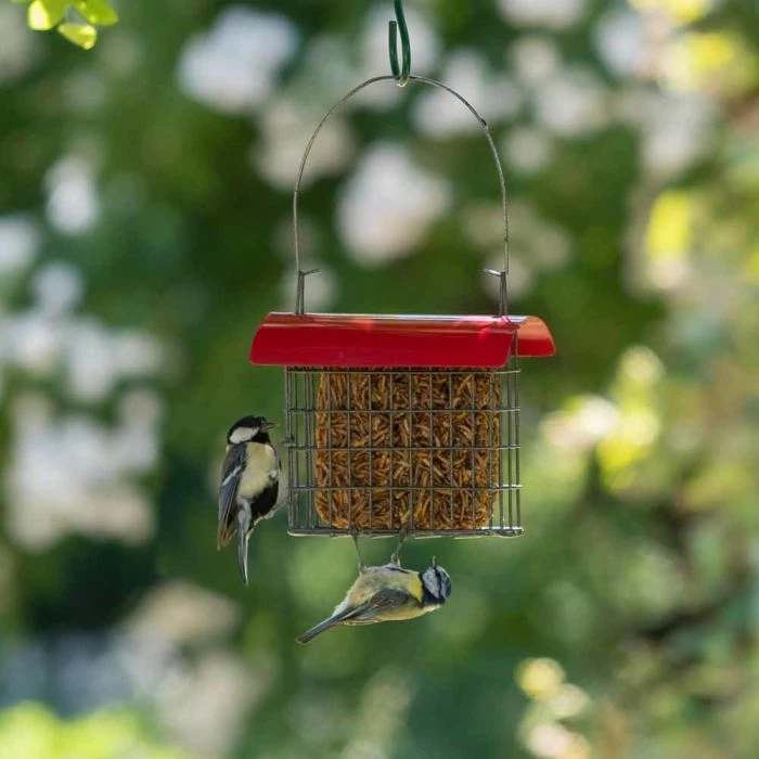 Dried Mealworm Square For Birds 90g - Image 3