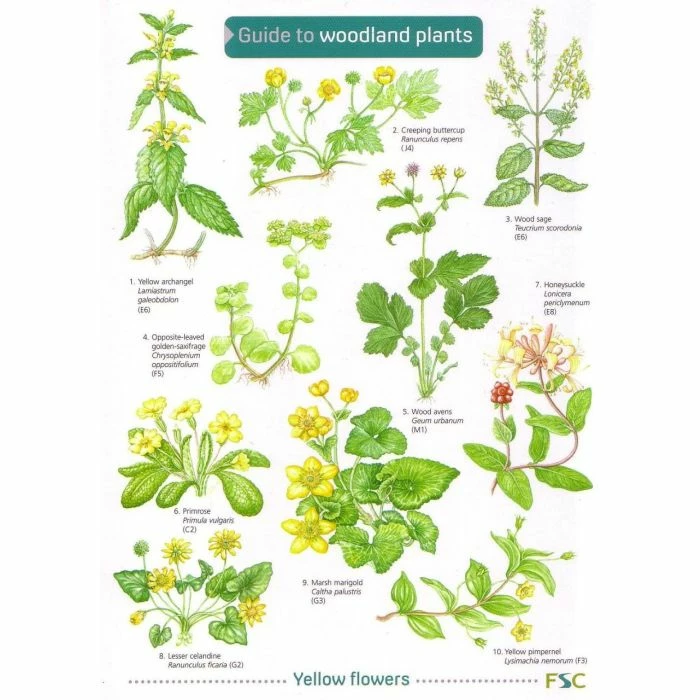 ID Chart - Woodland Plants