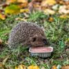 Organic Pate For Hedgehogs (100g)
