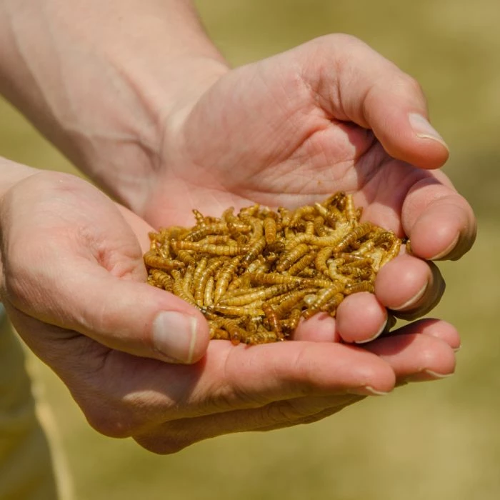 Dried Mealworms - Bird Food - Image 2
