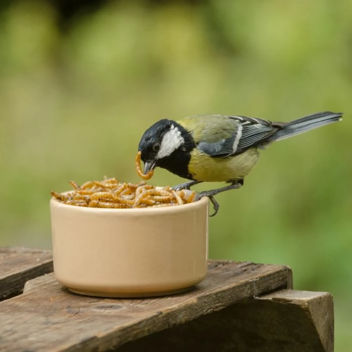 Dried Mealworms - Bird Food - Image 3