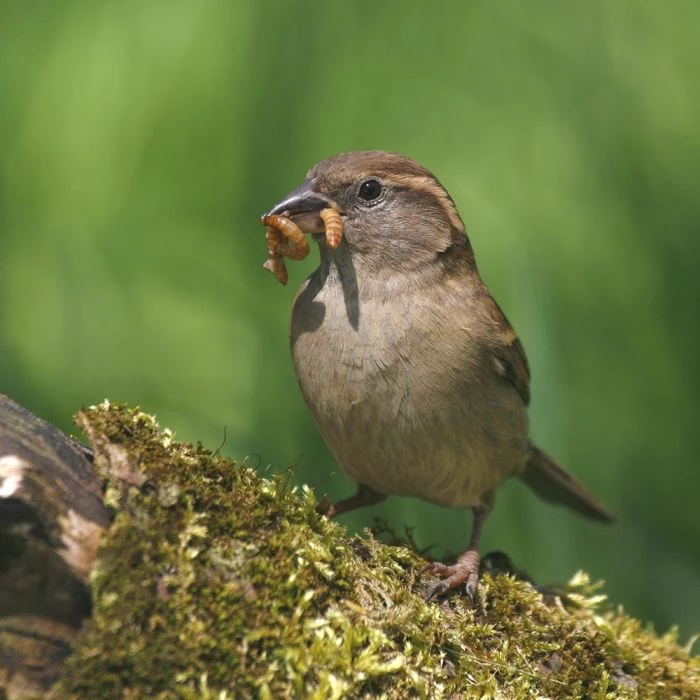 Dried Mealworms - Bird Food - Image 7