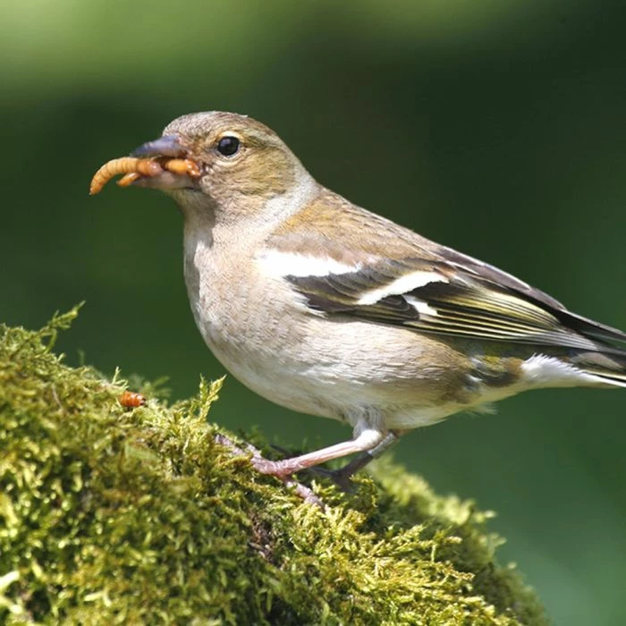 Dried Mealworms - Bird Food - Image 9