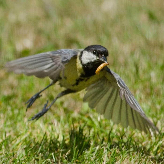 Dried Mealworms - Bird Food - Image 6