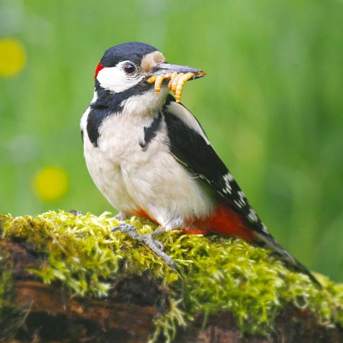 Dried Mealworms - Bird Food - Image 8