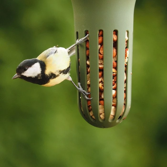 SingingFriend Max Peanut Feeder (Green)
