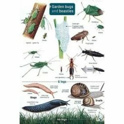 ID Chart - Guide To Garden Bugs And Beasties