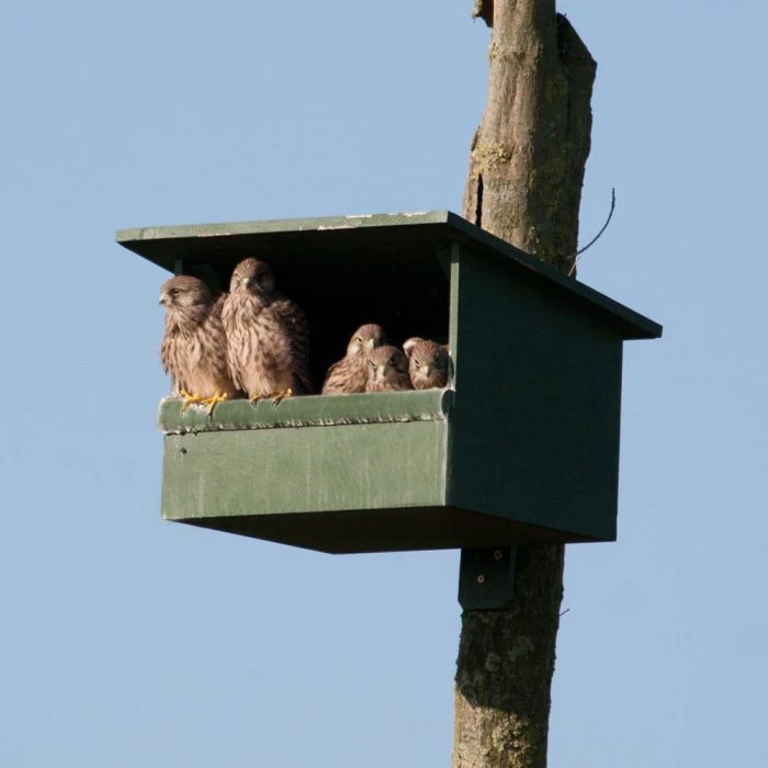 Kestrel Nest Box - Image 2