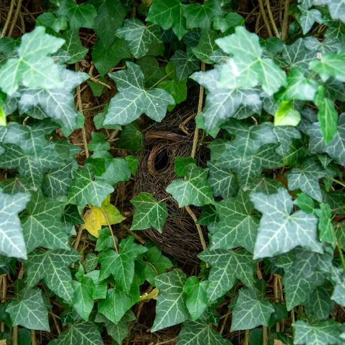 Funchal Lounge Roosting Nest - Image 3