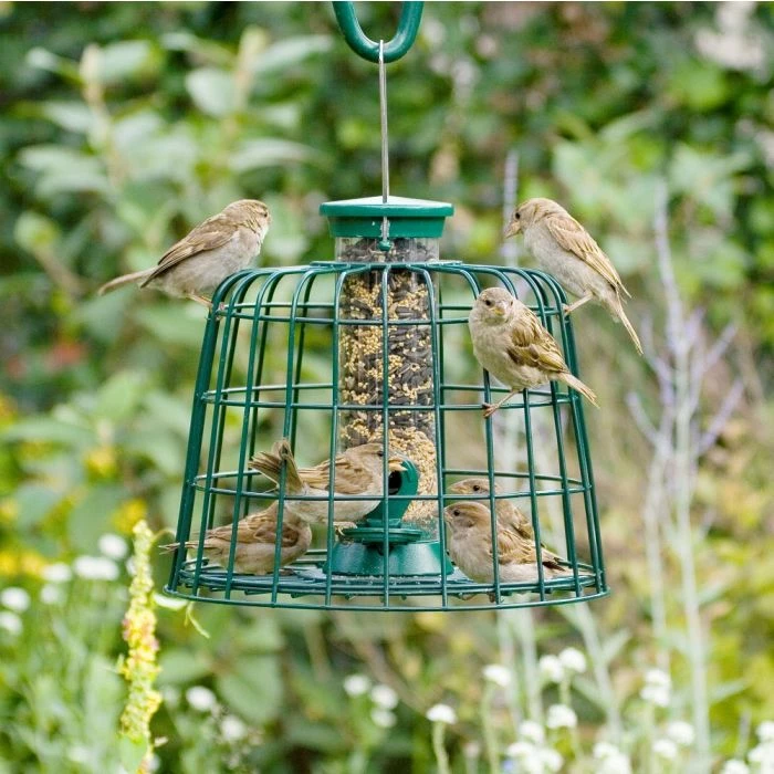 2 Port Bird Seed Feeder With Guardian - Image 2