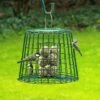 Fat Ball & Peanut Cake Guardian Bird Feeder