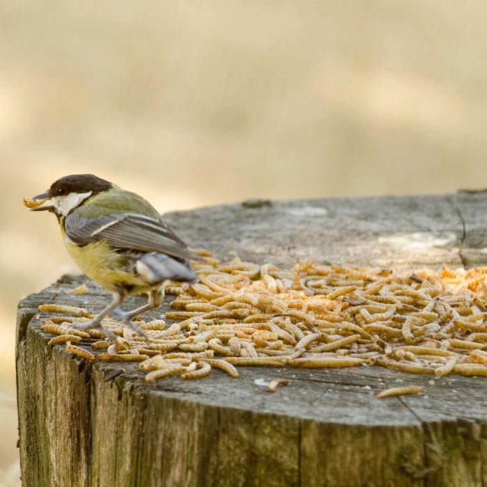 Dried Mealworms - Bird Food