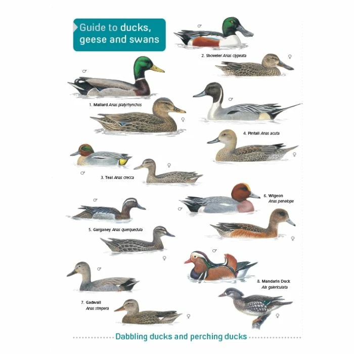 ID Chart - Guide To Ducks, Geese And Swans