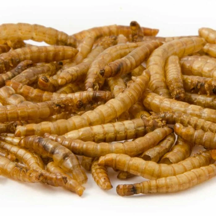 Dried Mealworms 900g (bucket) - Image 2