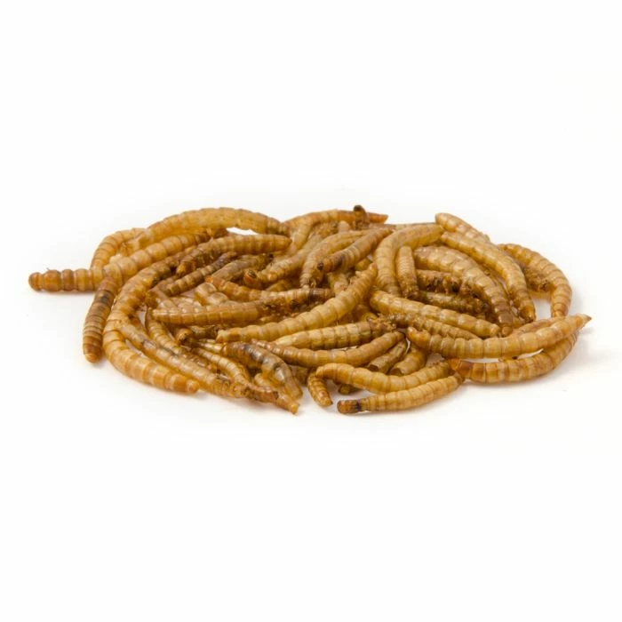 Dried Mealworms - Bird Food - Image 5