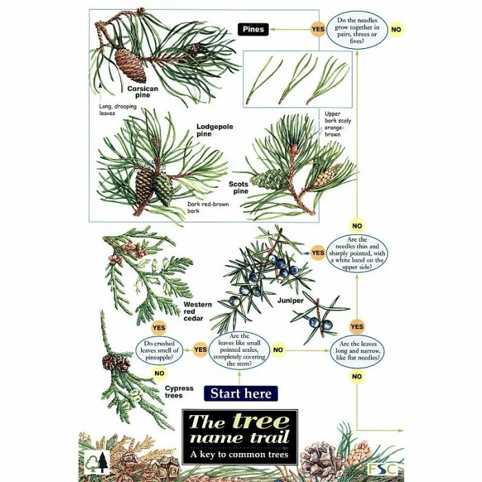 ID Chart - Tree Name Trail