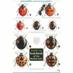 ID Chart - Ladybirds