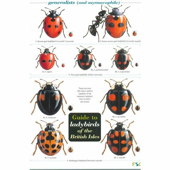 ID Chart - Ladybirds