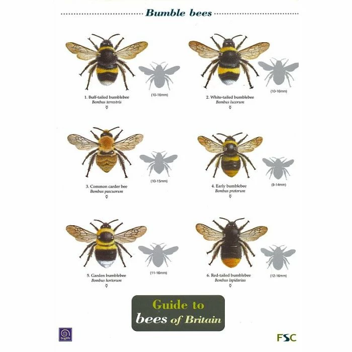 ID Chart - Guide To Bees Of Britain